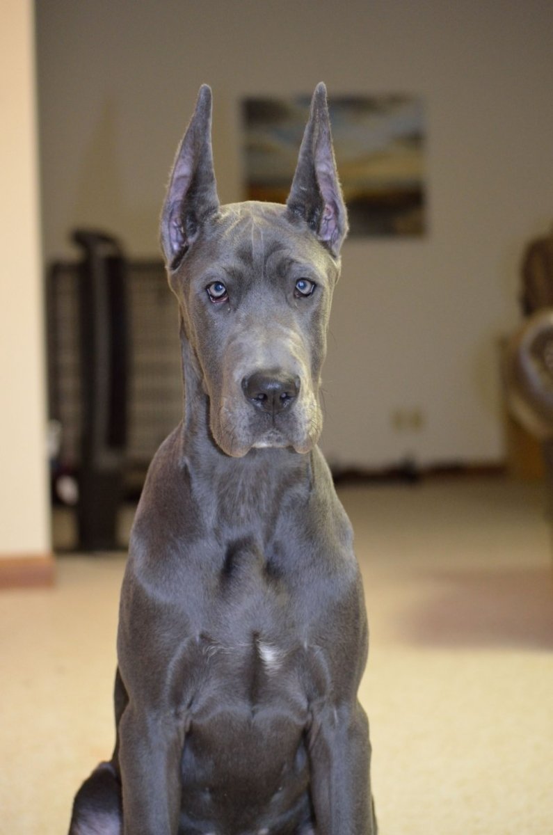 Great Dane собака