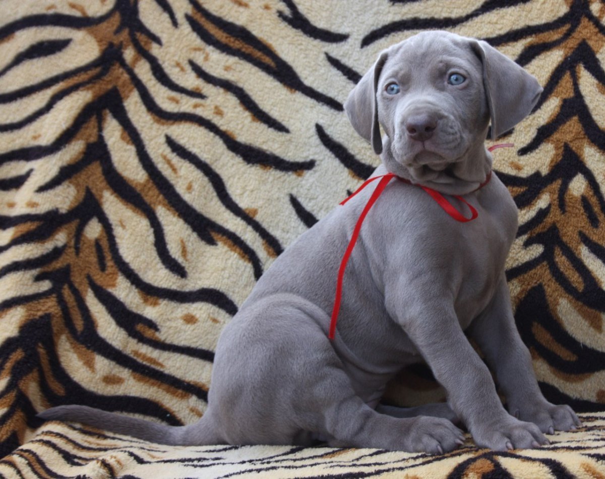 Веймаранер голубой