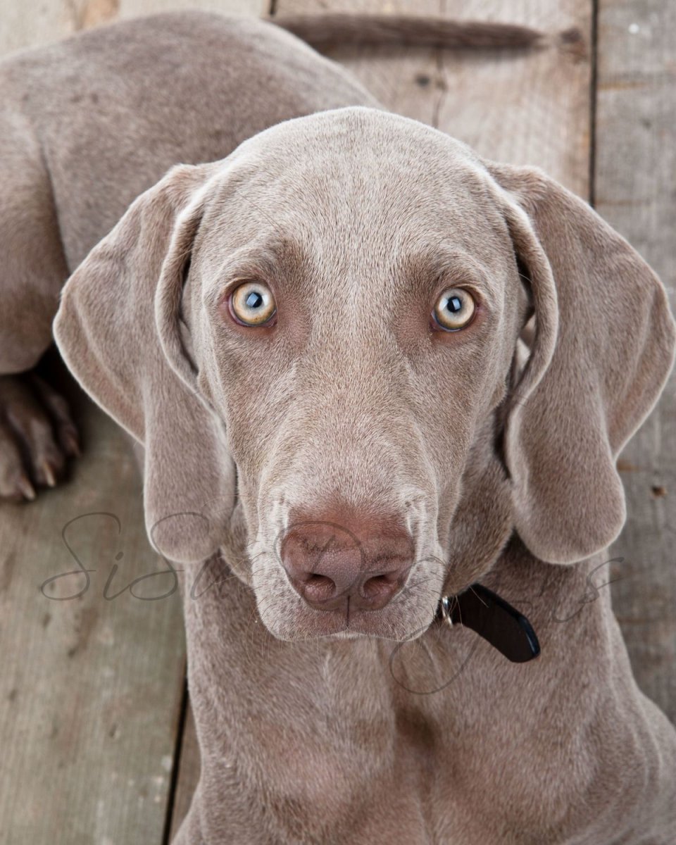 Веймаранер голубой