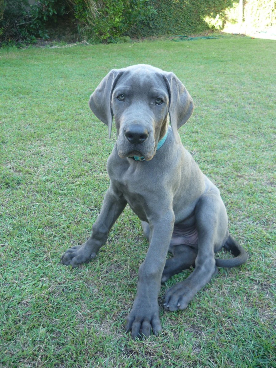 Датский дог голубой