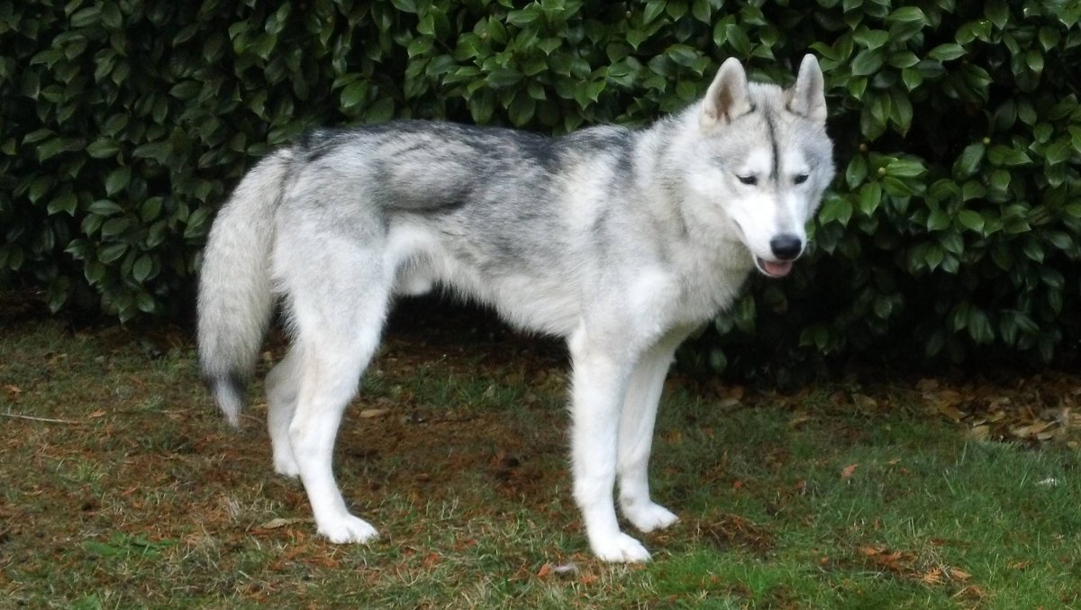 Сибирская лайка хаски