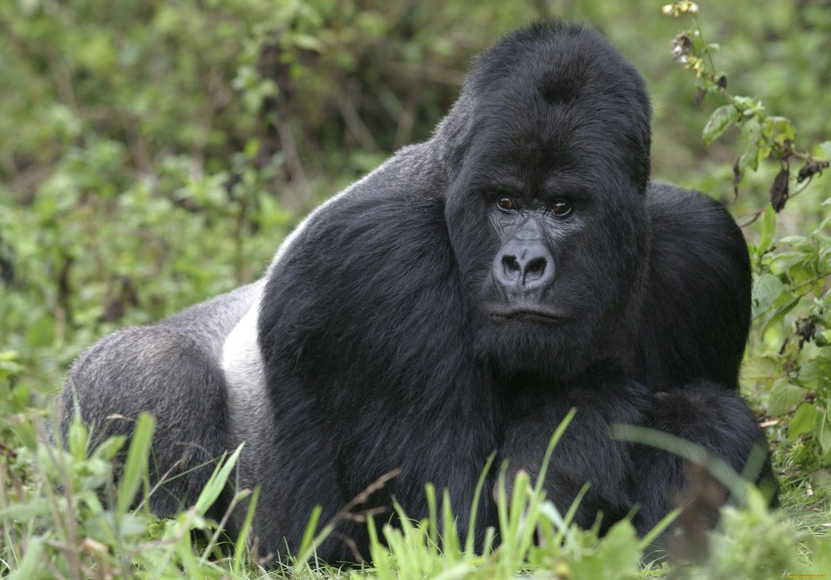 Западная равнинная горилла