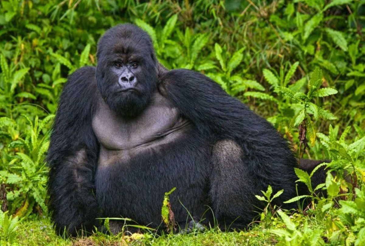 Восточная равнинная горилла гориллы