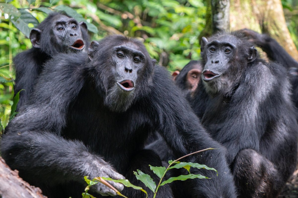 Самая крупная человекообразная обезьяна