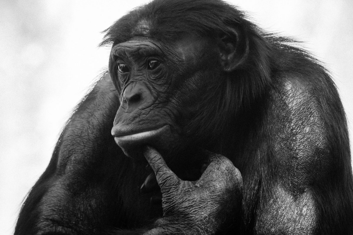 Бонобо Канзи