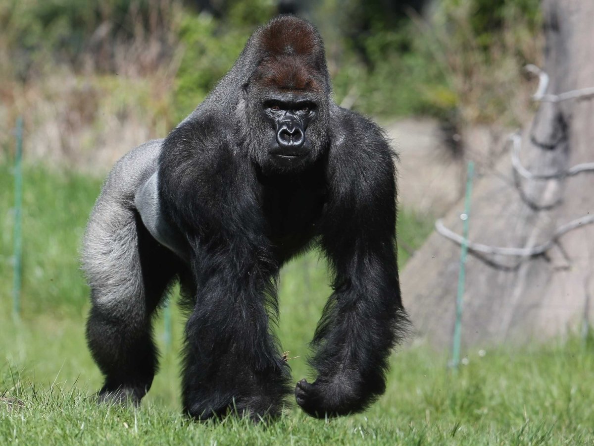 Западная горилла
