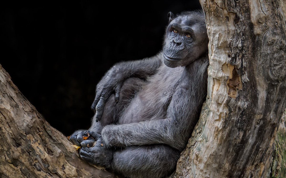 Обезьяны фулл