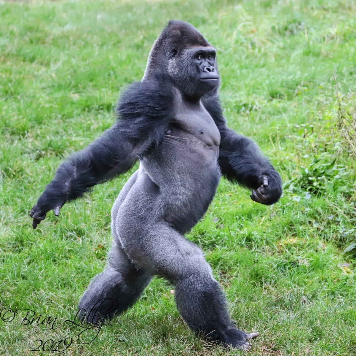 Приматы горилла