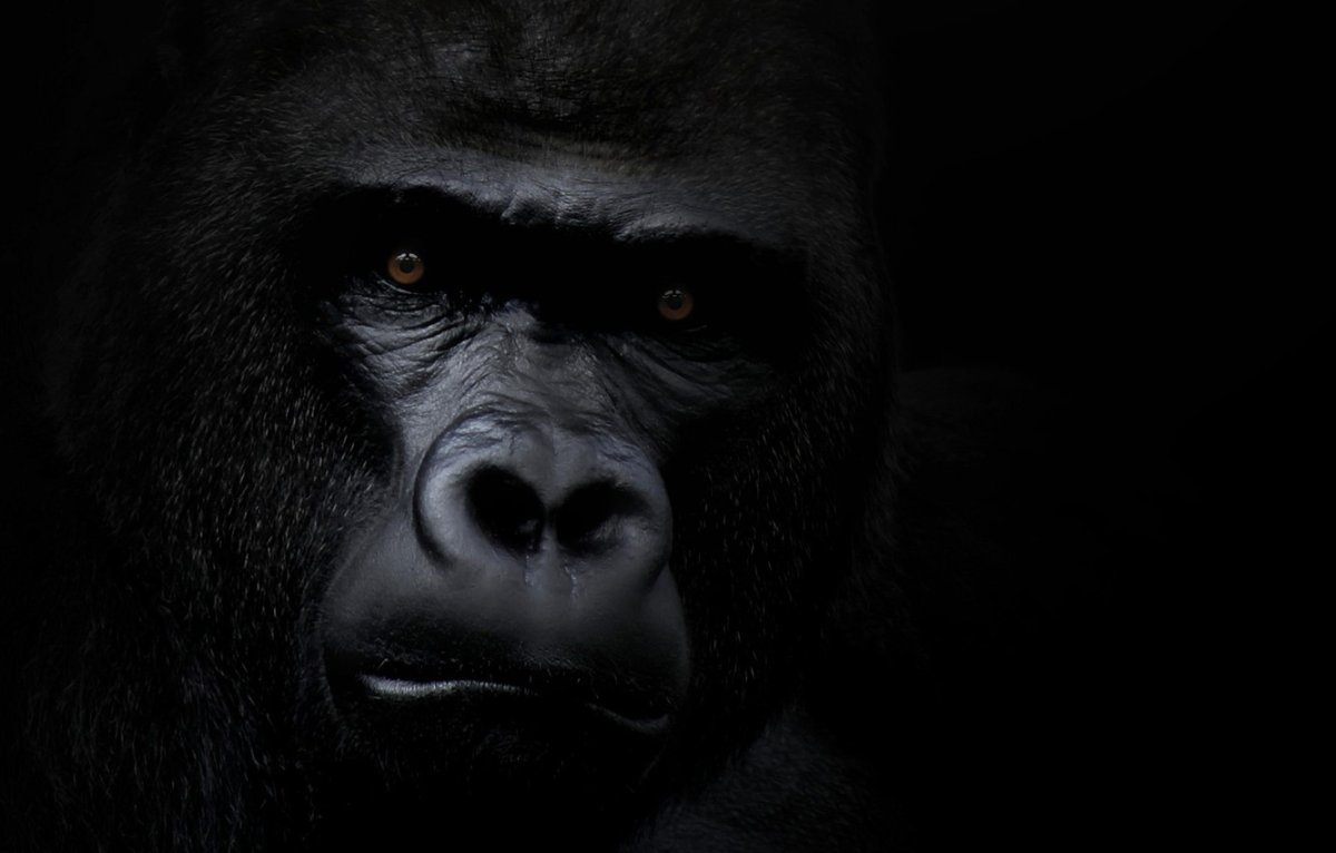 Горилла темный фон