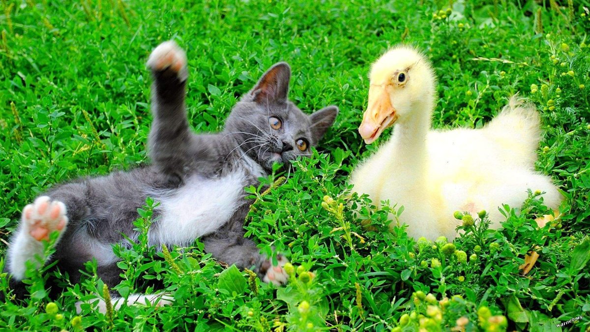 Котенок и гусенок