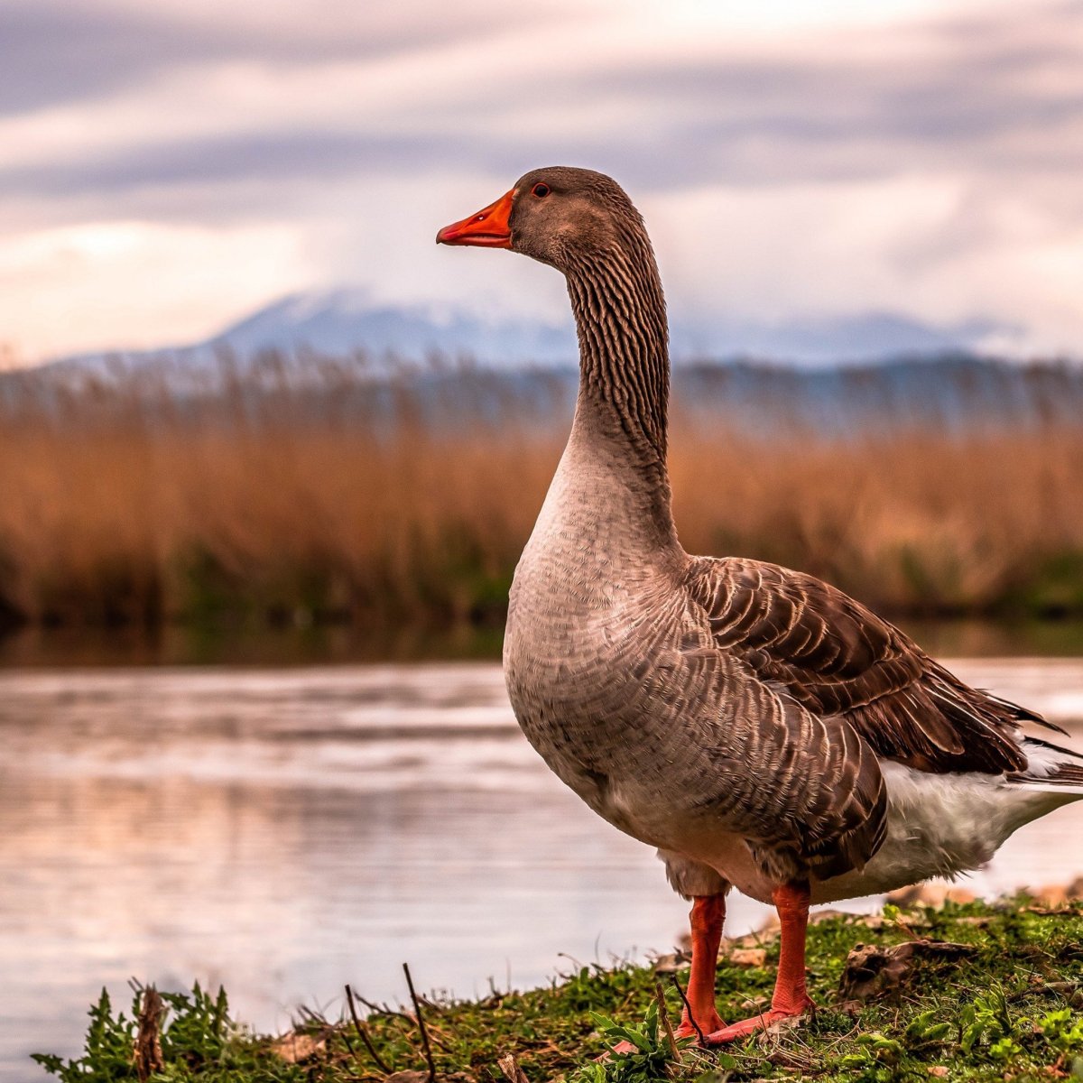 Дикие гуси перелетные птицы