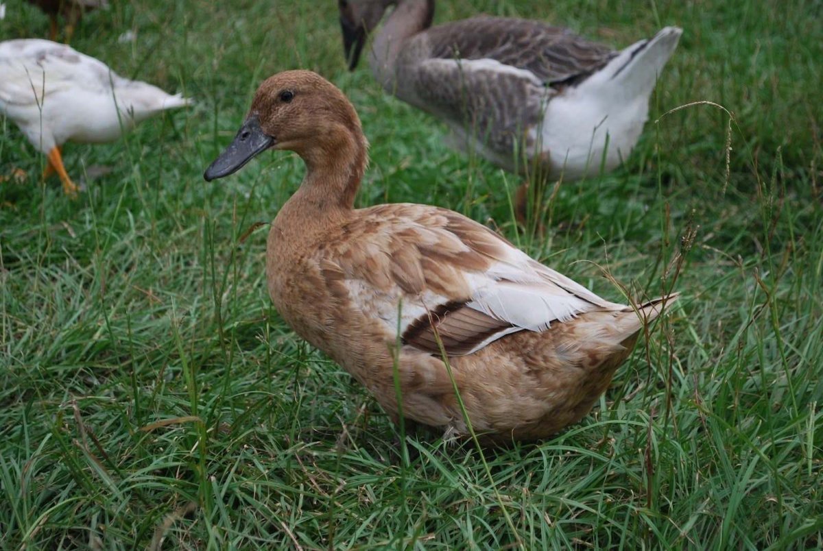 Гибрид индоутки