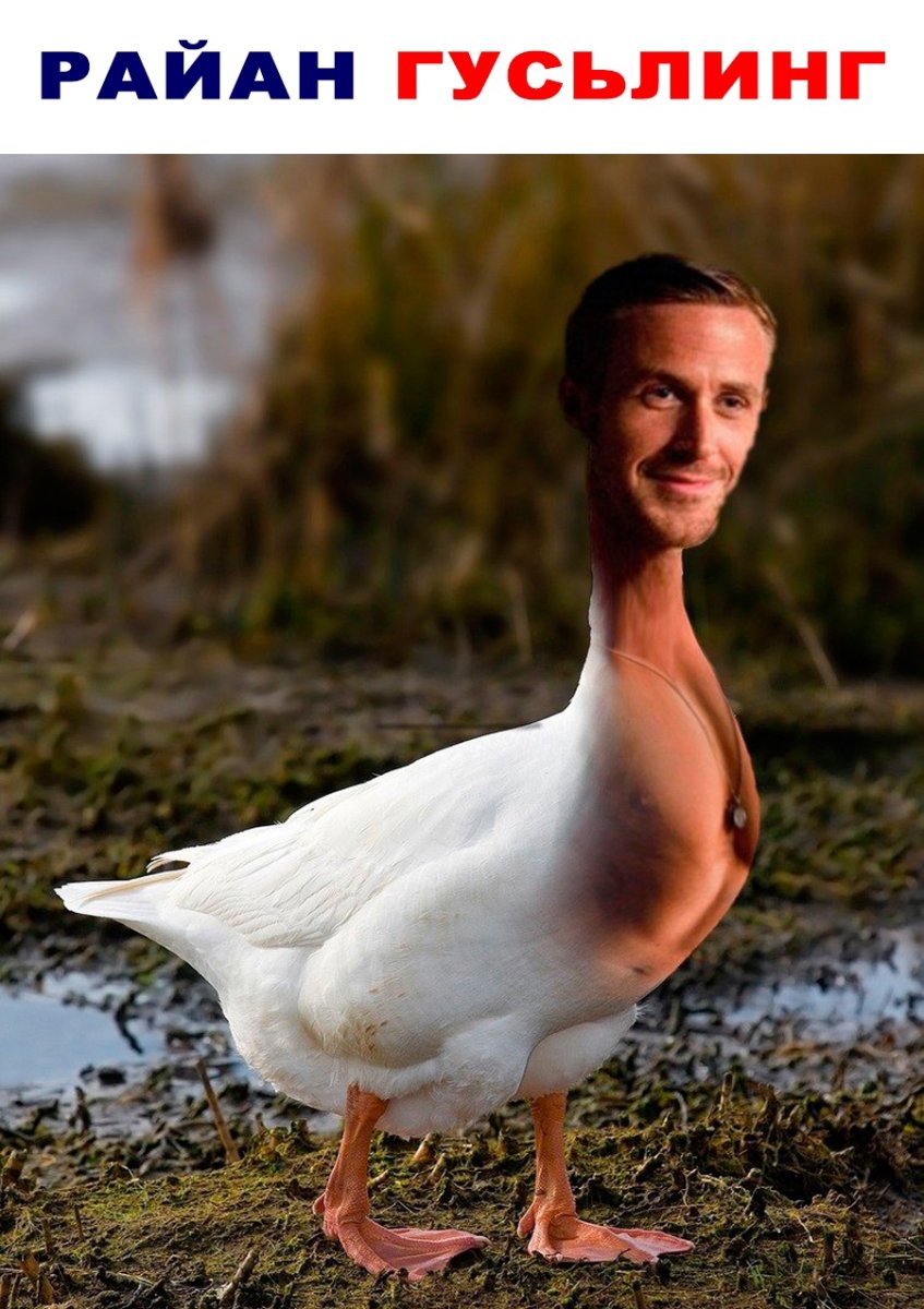 Райан Гослинг утка