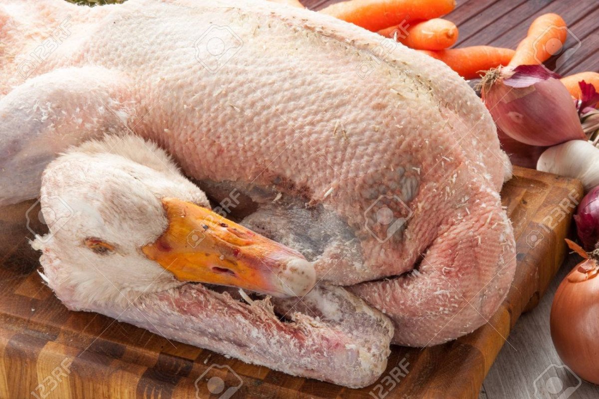 Индюк Мулард