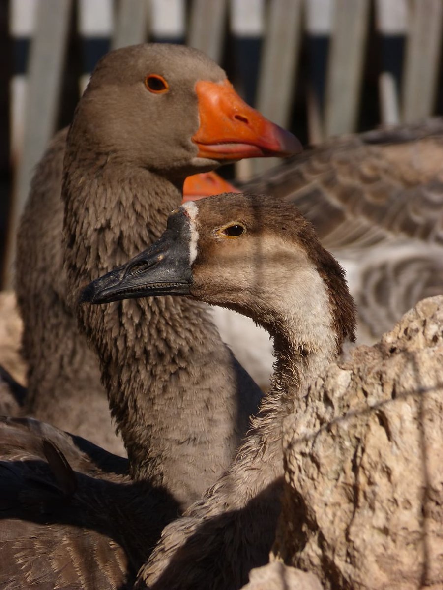 Гусь и утка