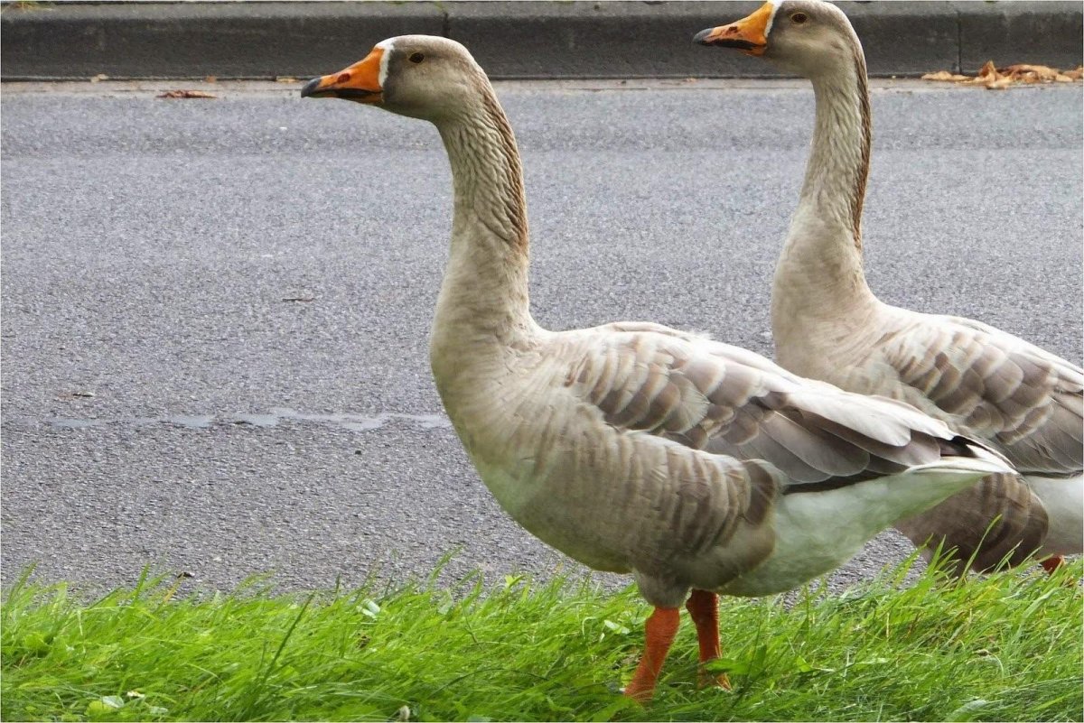 Гуси ландские хохлатые