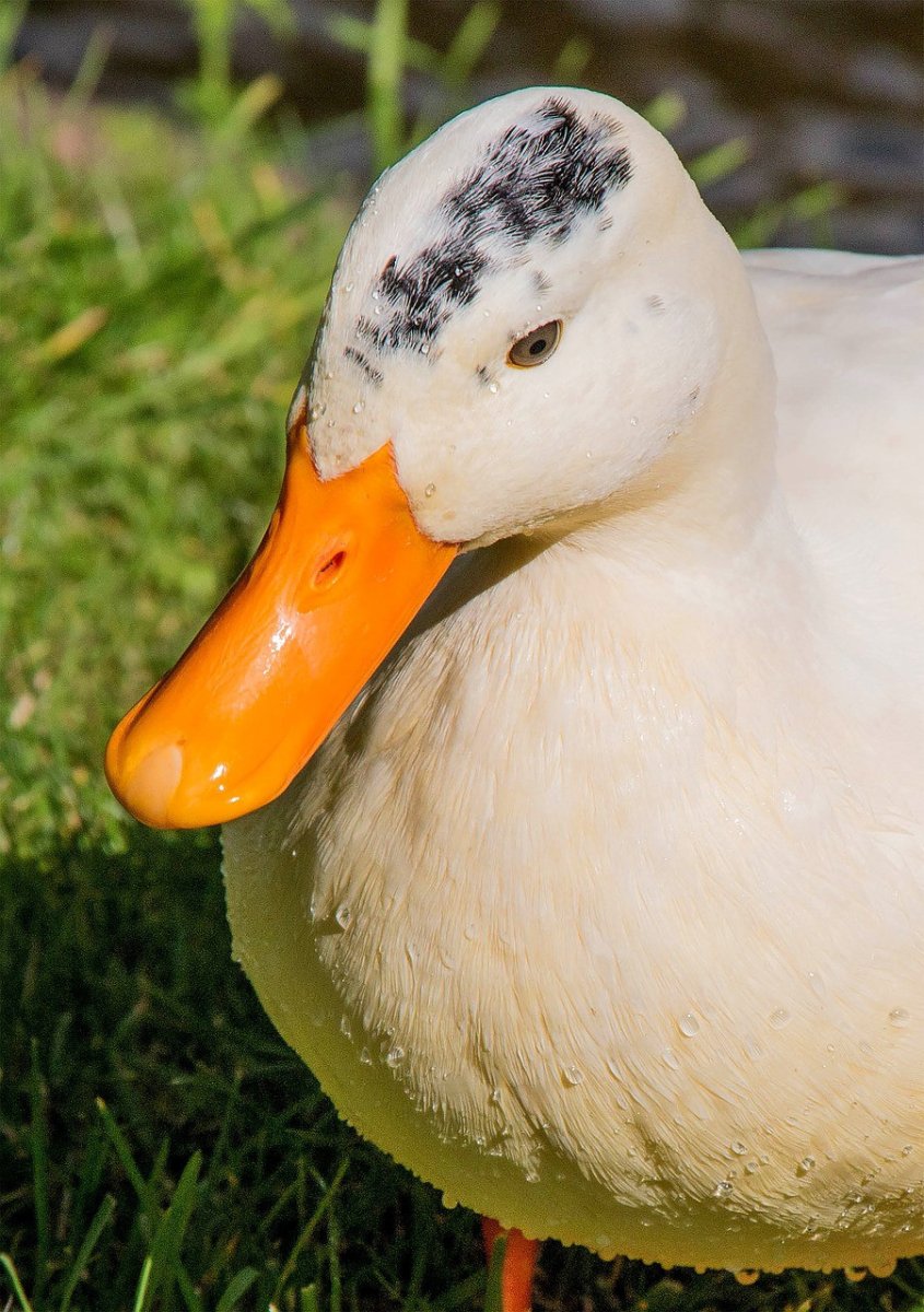 Утка Гусь порода Мулард