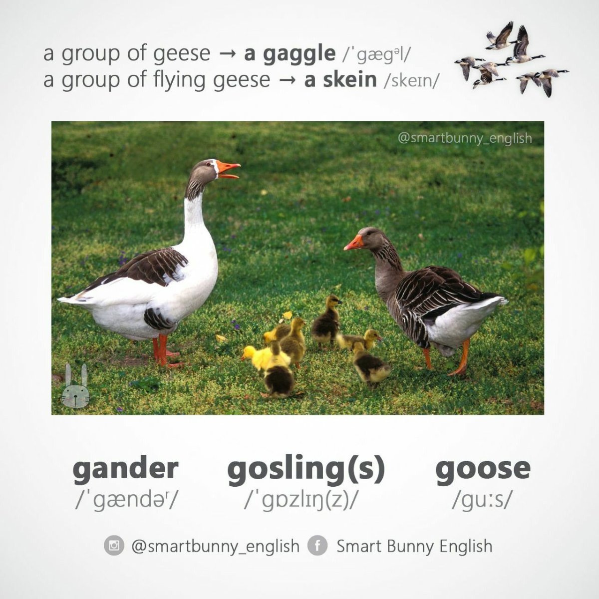 Карточки для изучения английского Гусь и курица