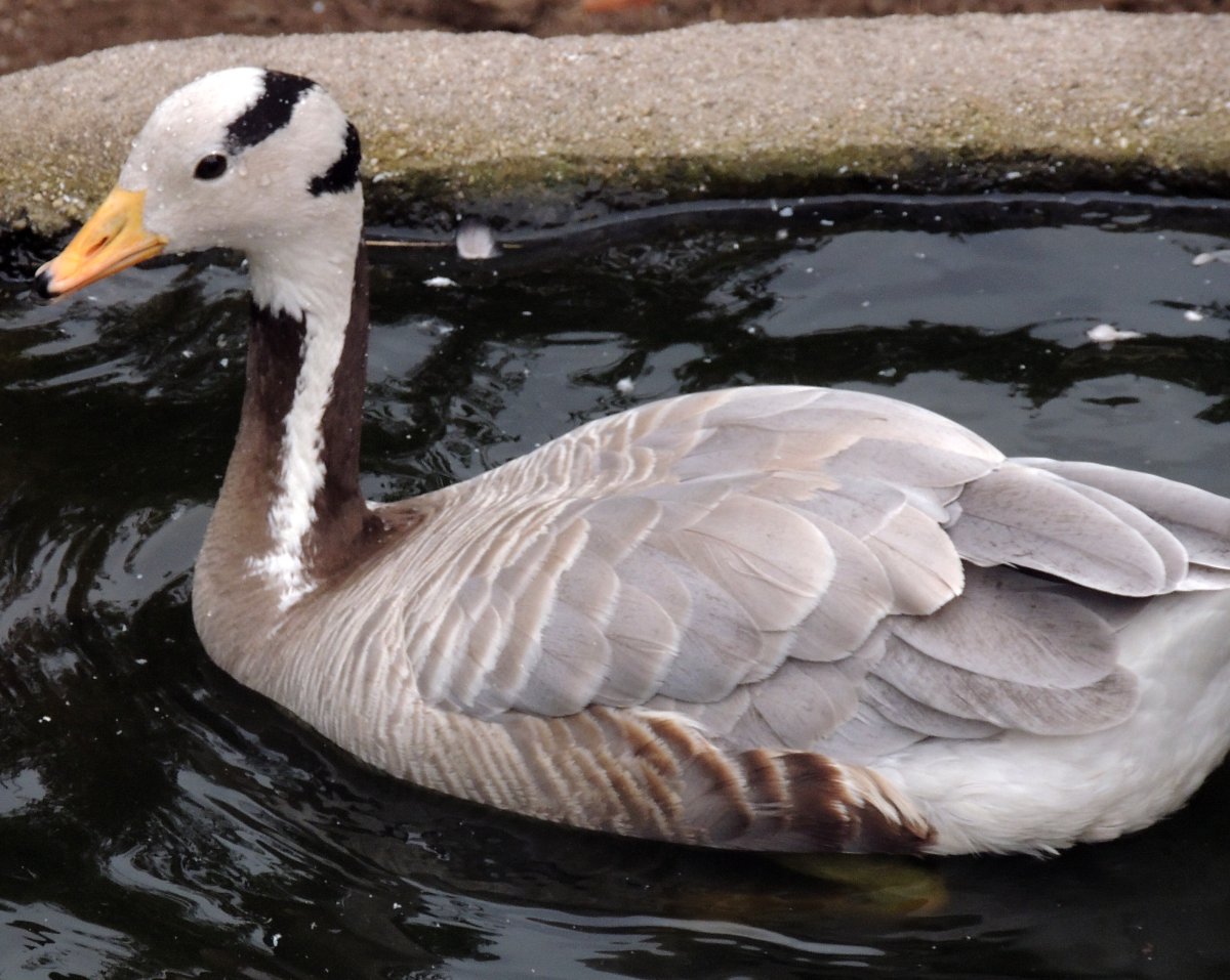 Водоплавающие птицы лебедь утка Гусь