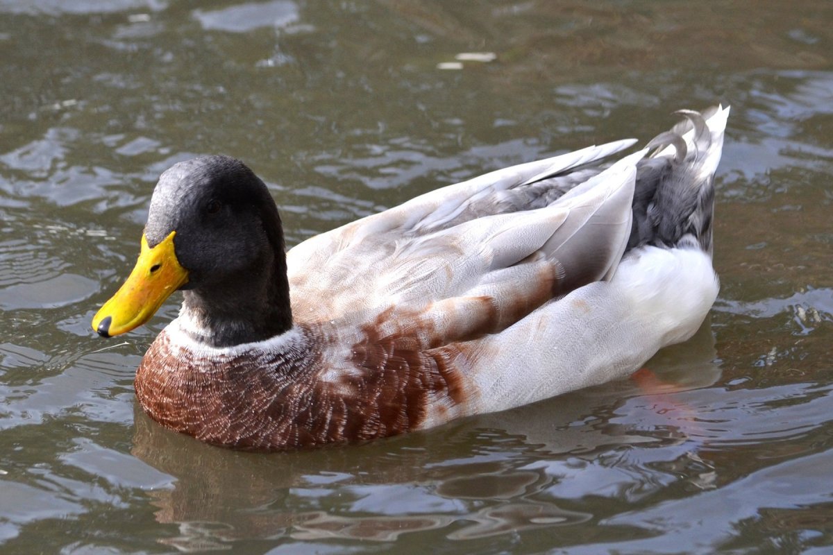 Утки кряквы гибриды
