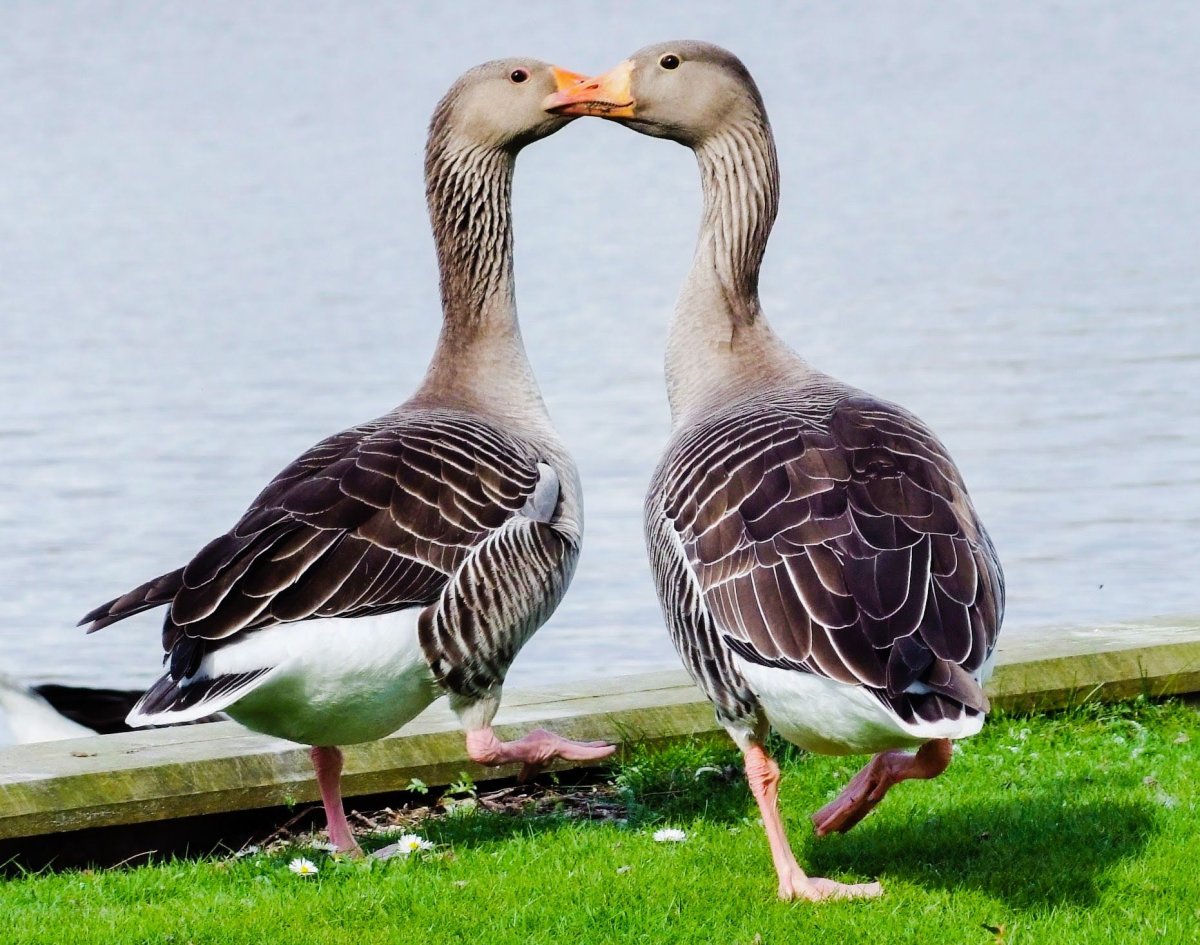 Гуси любовь