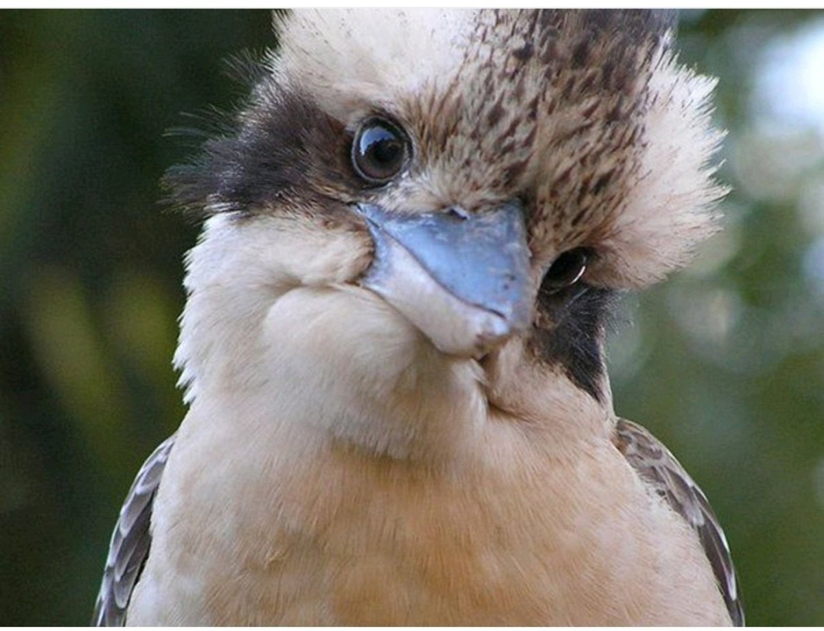 Австралийская Кукабарра