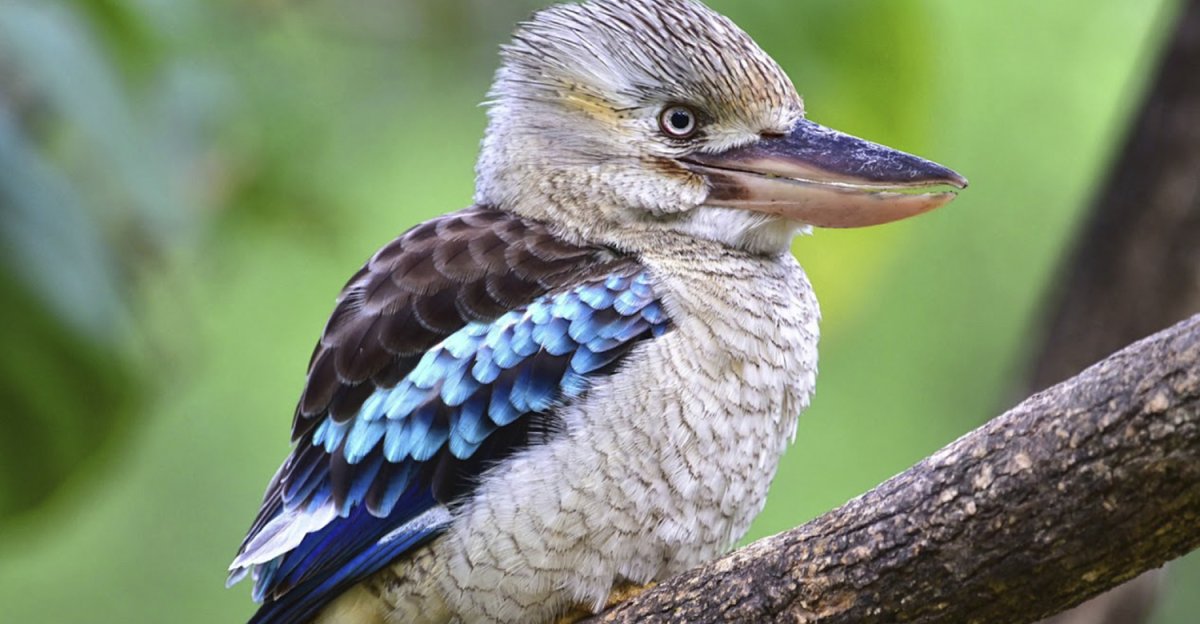 Кукабара гигантский Зимородок