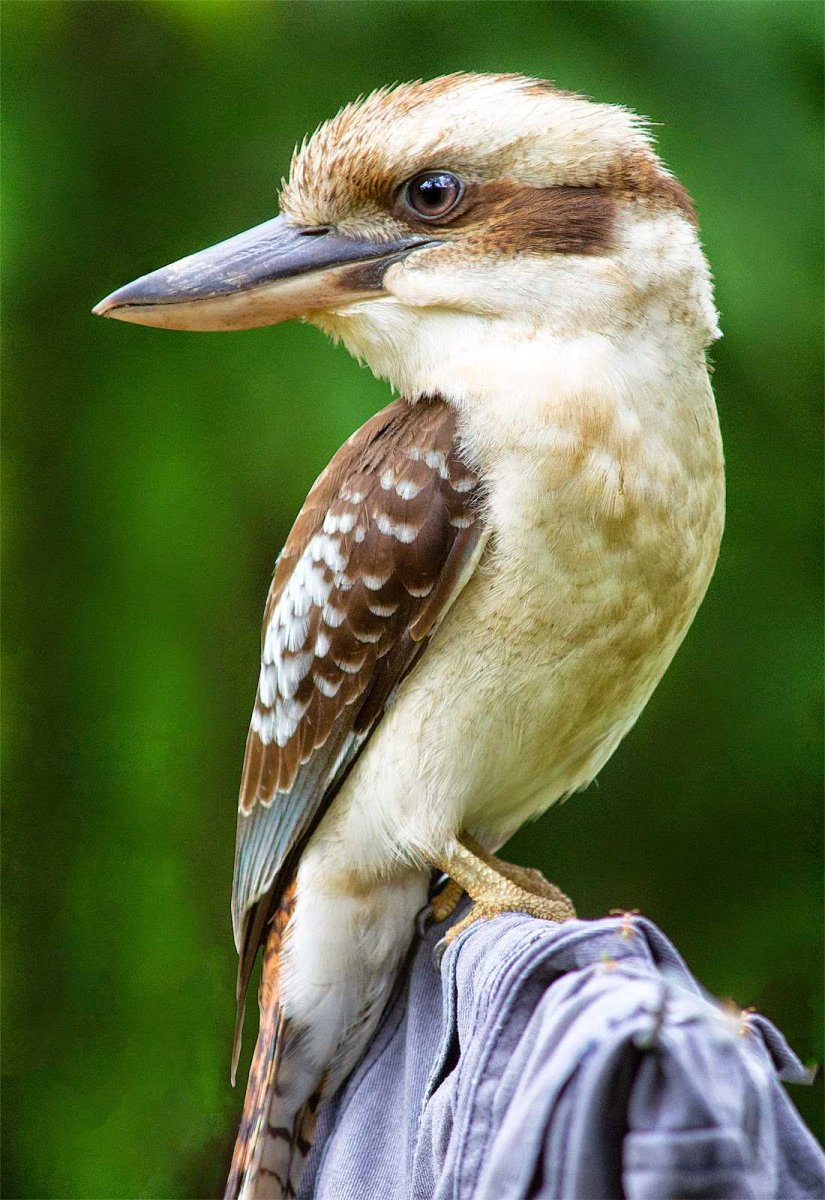 Кукабарра в Австралии