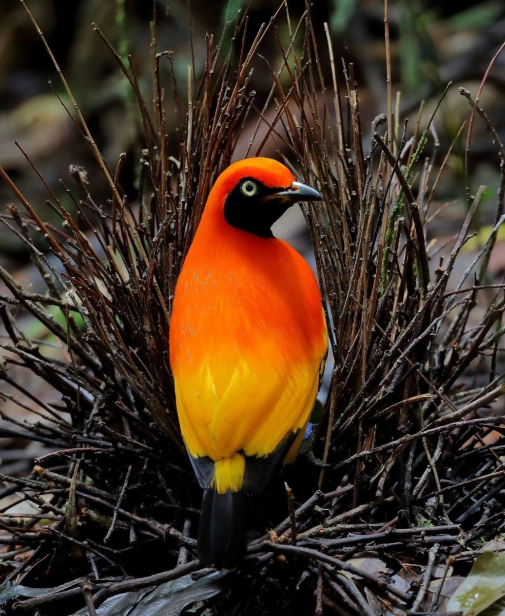 Австралийский золотой шалашник