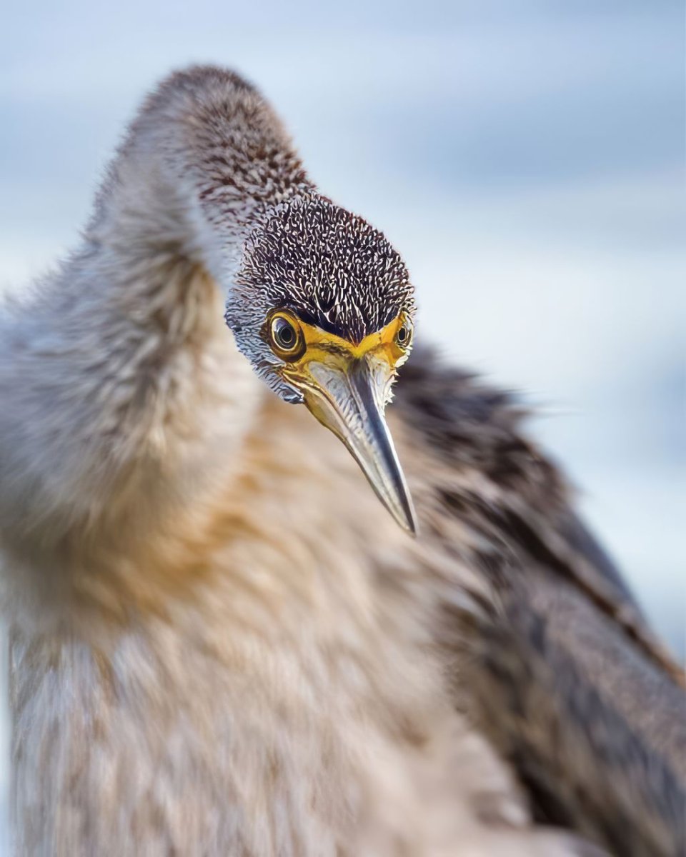 Баклан Черноморский птица