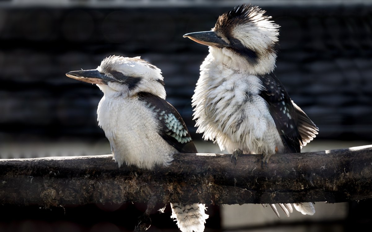 Птичка Кукабарра