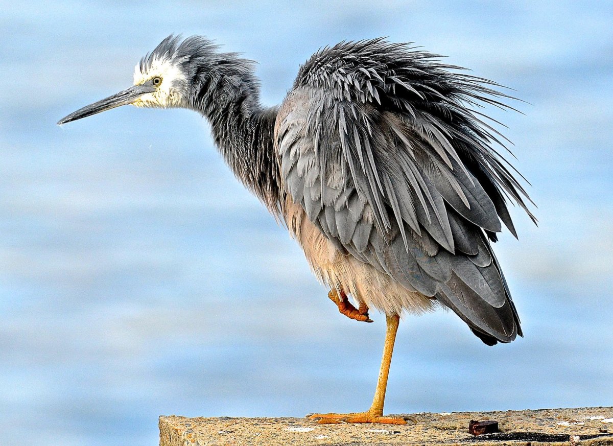Птица Джара Джара Австралия