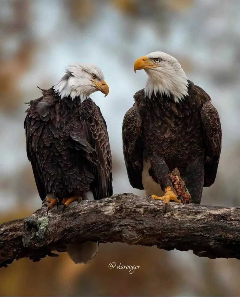 Морской Орел-2