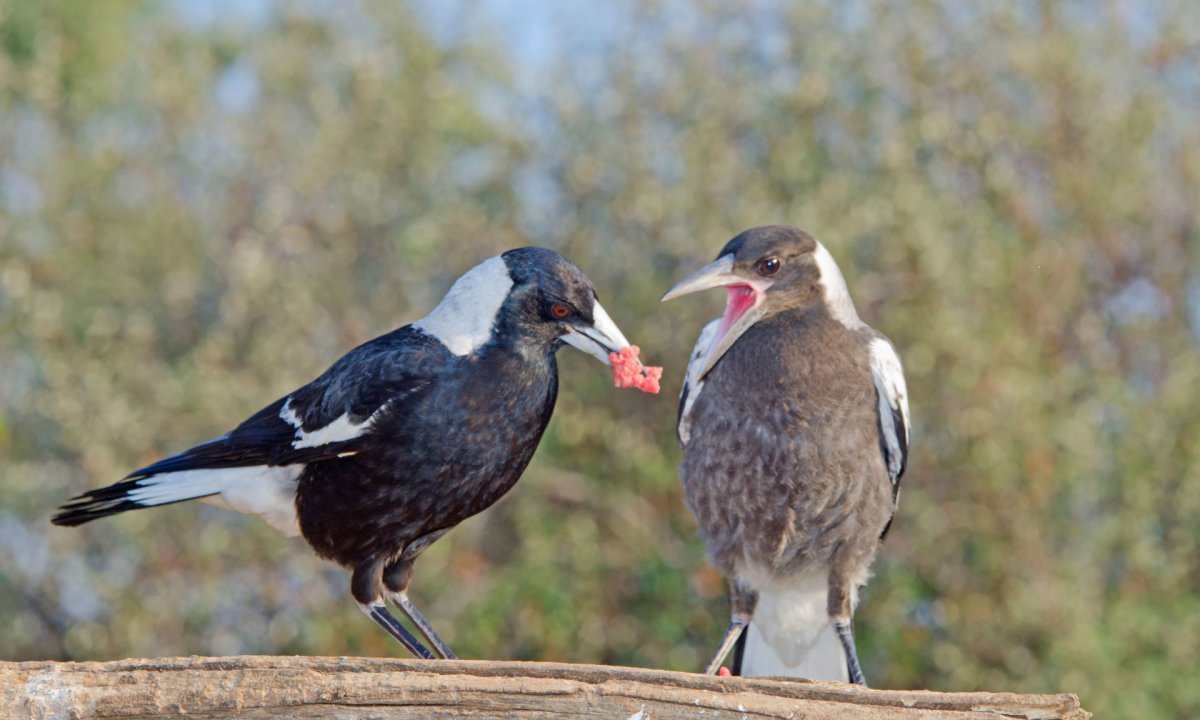 Австралийские птицы