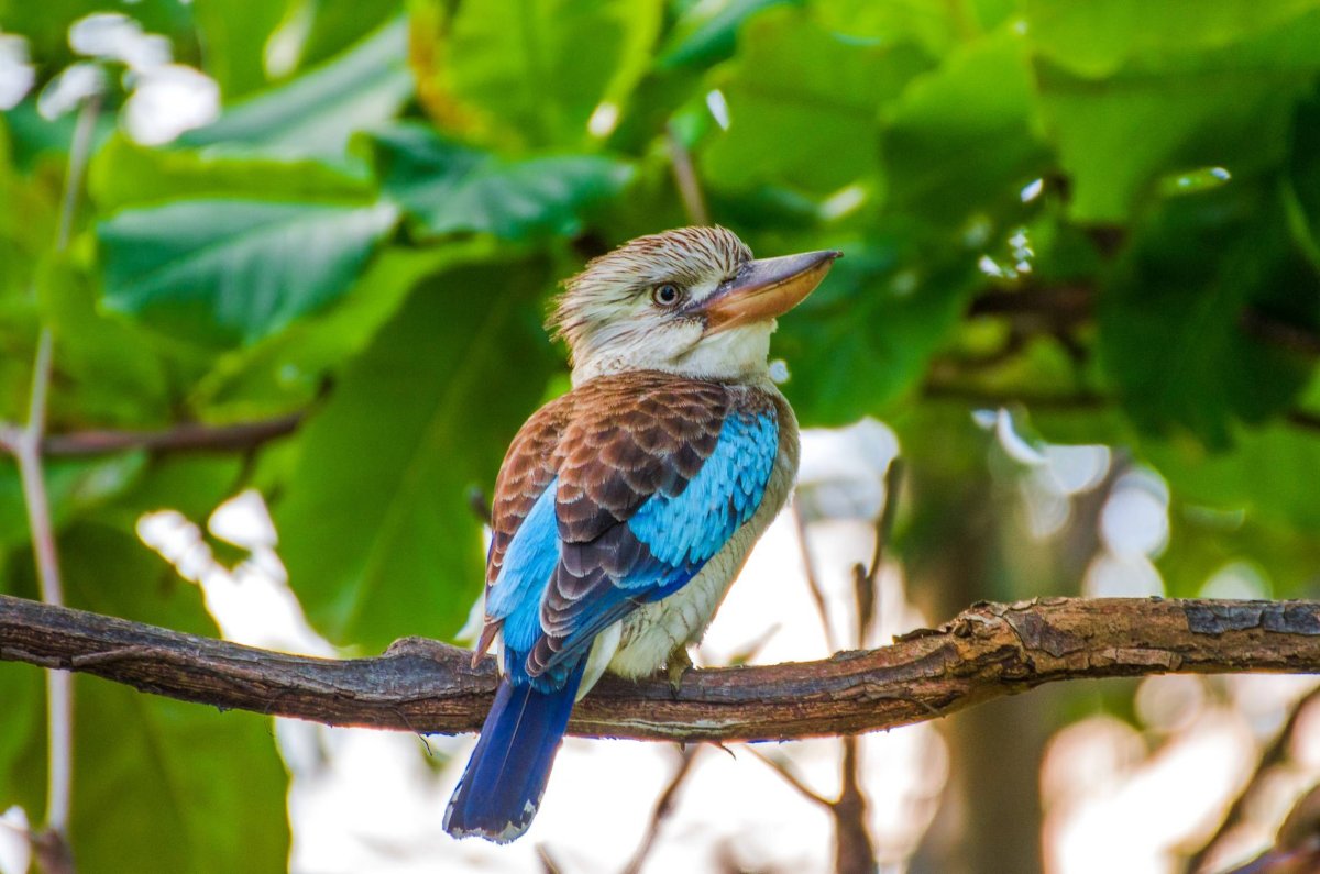 Кукабарра птенец