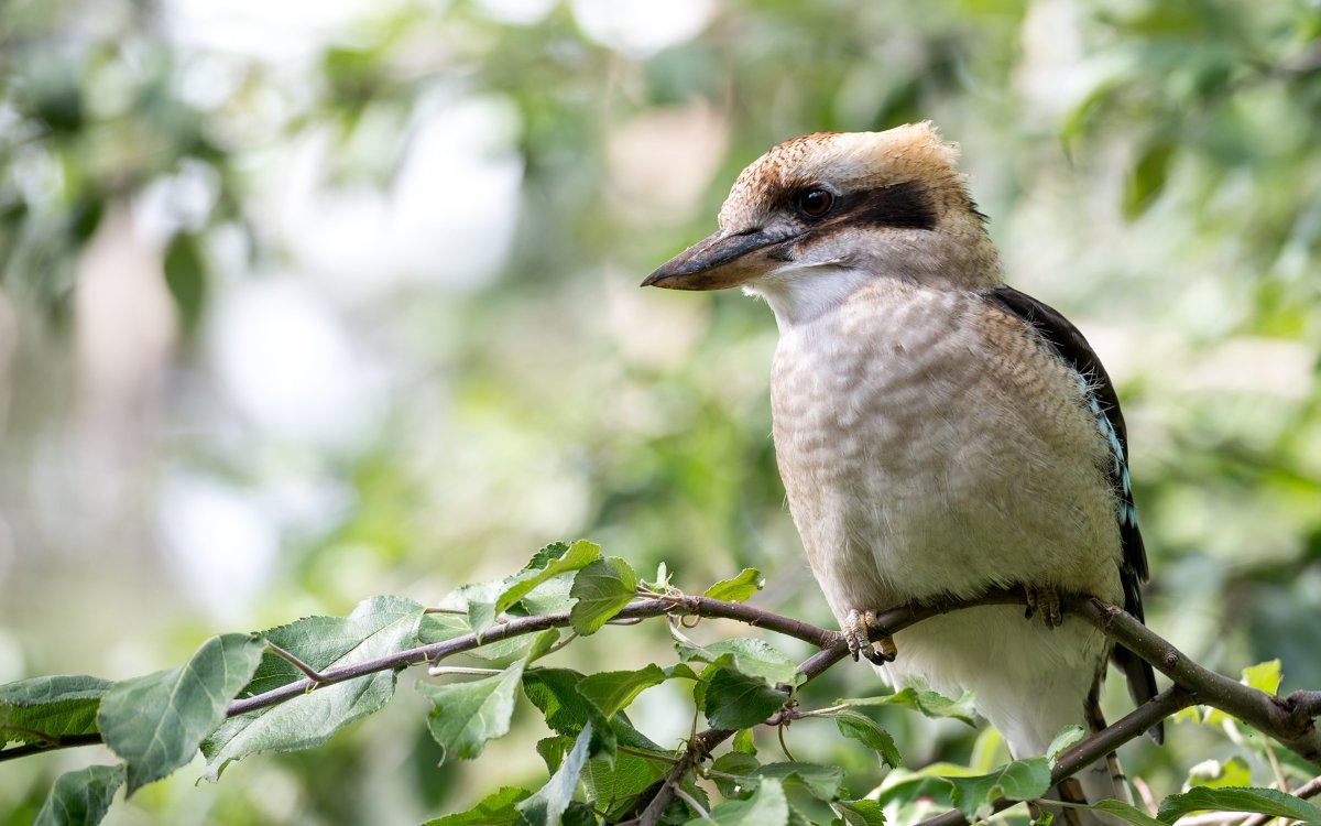 Кукабарры птицы Австралии