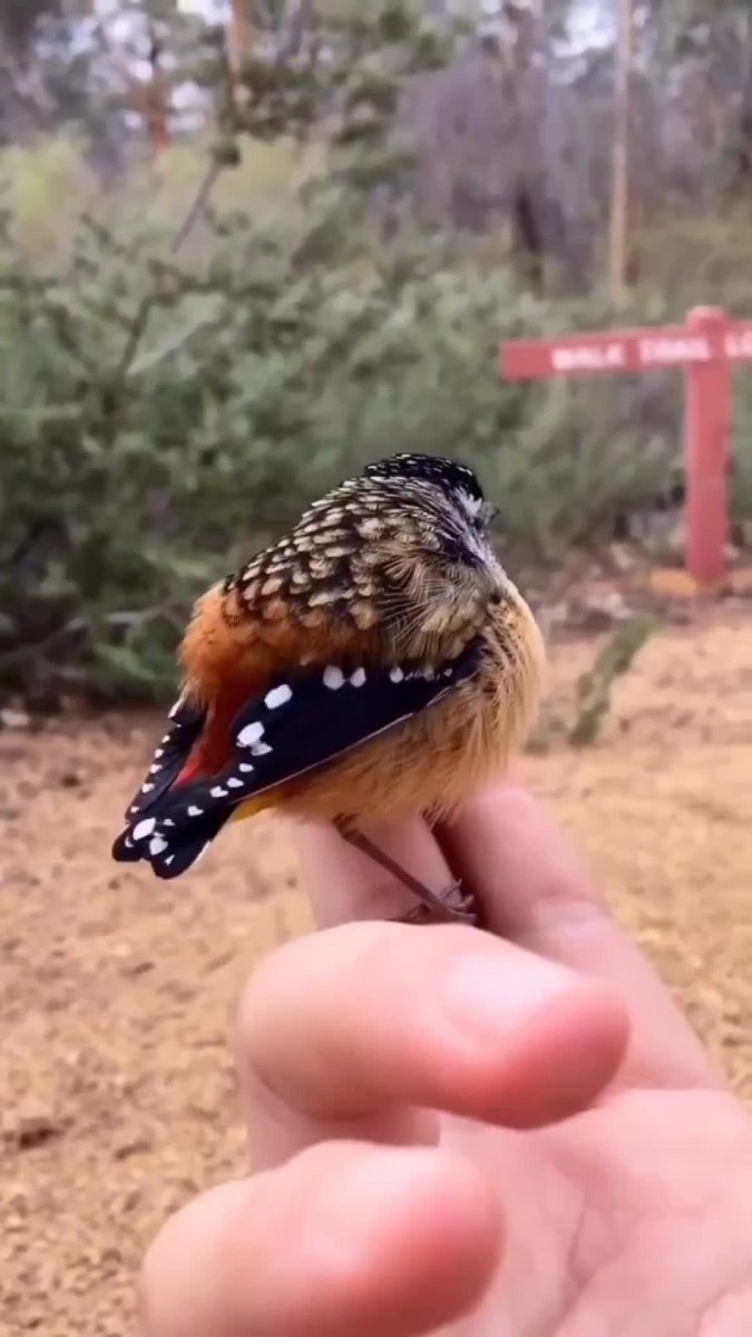 Спасение маленьких птенцов