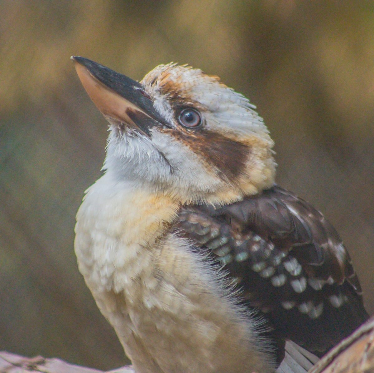 Зимородок Кукабарра