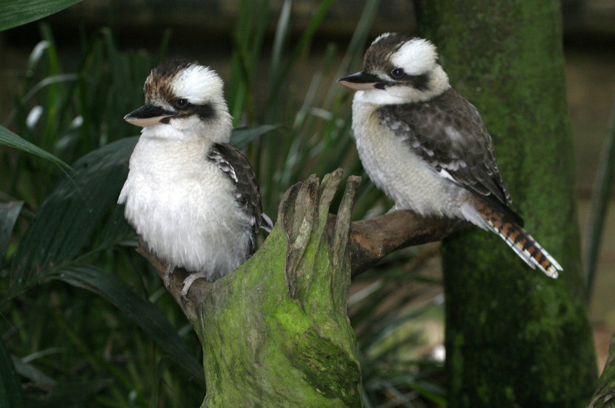 Кукабарра в Австралии