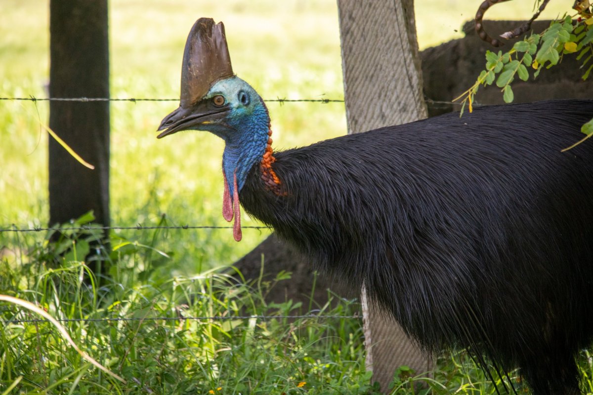 Казуар в Австралии