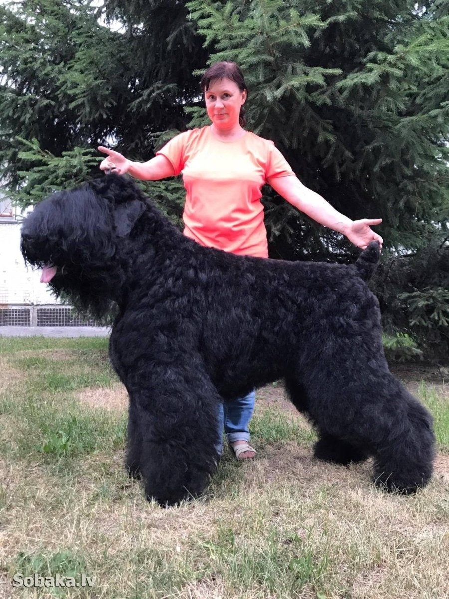 Чёрный терьер Сталина