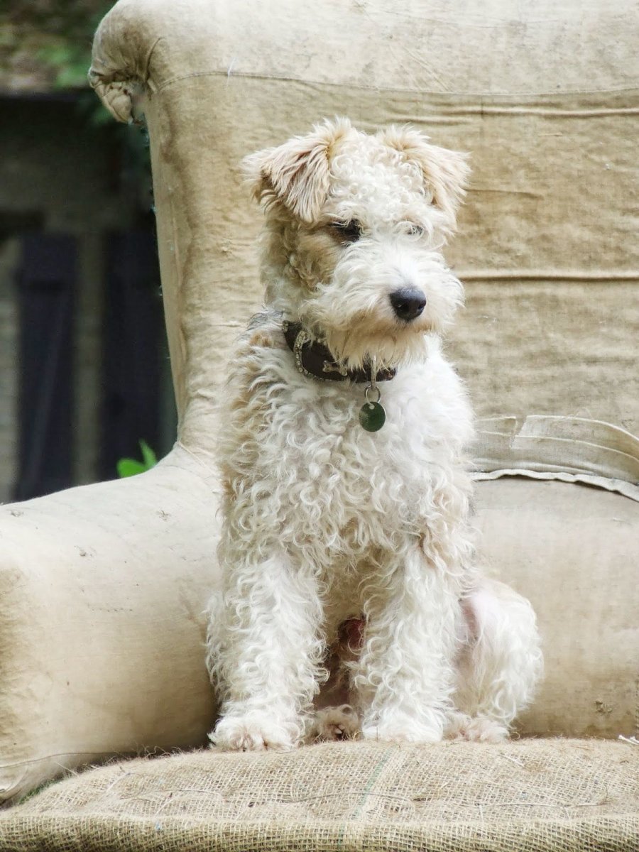 Карликовый Фокстерьер