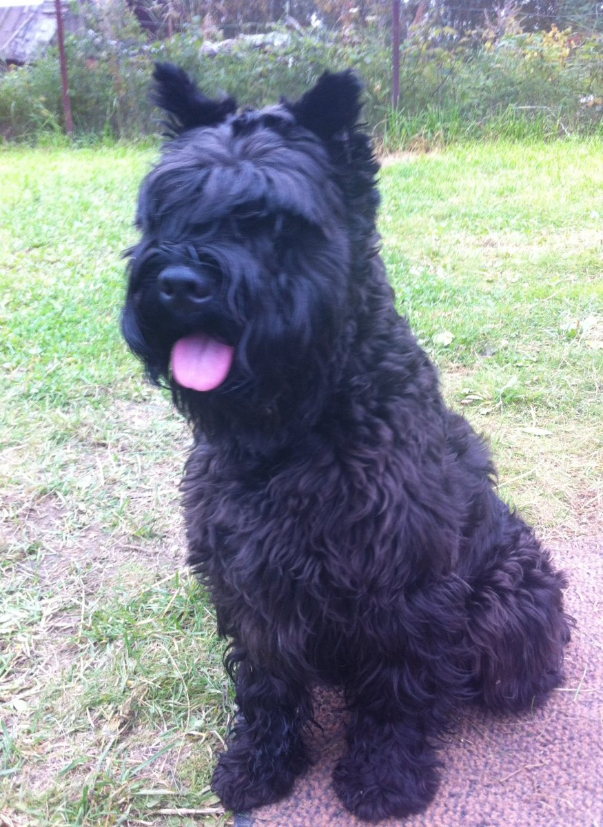 Цвергшнауцер кучерявый