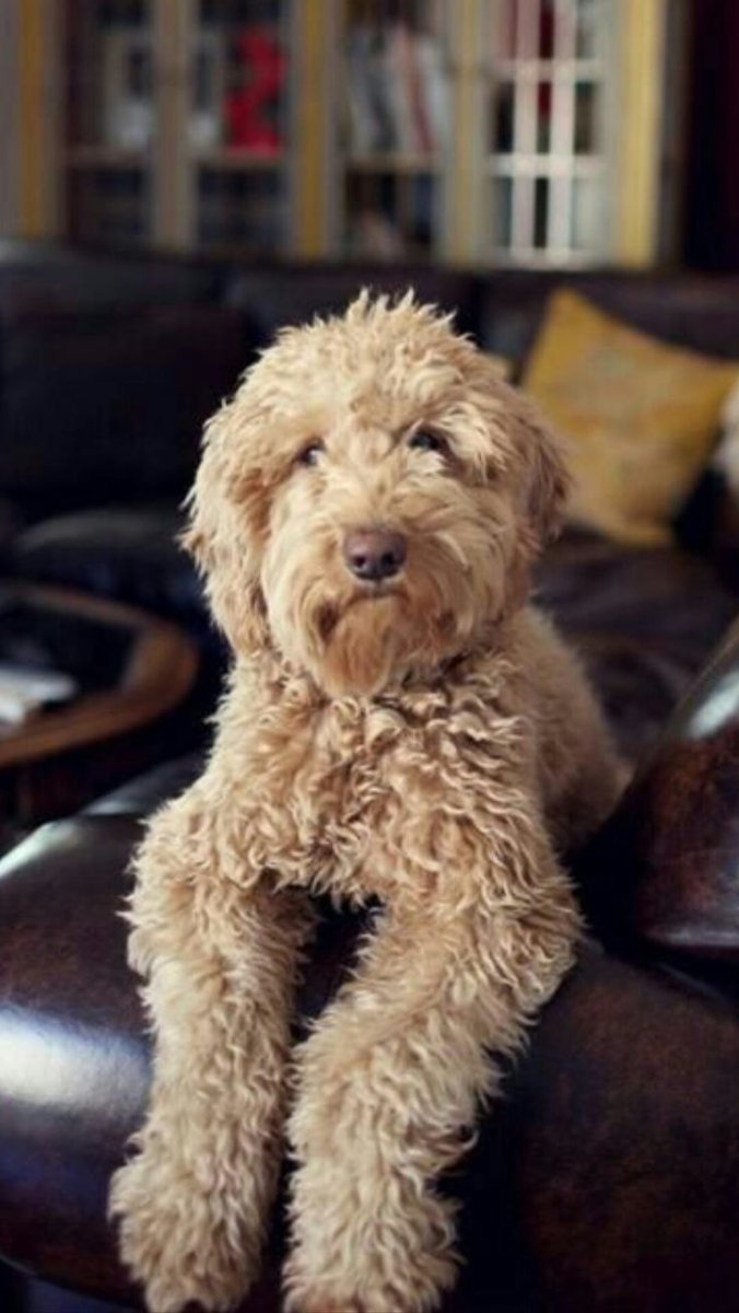 Лабрадудль кудрявый