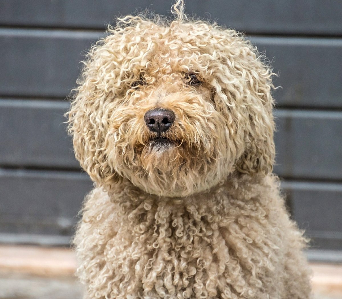 Барбет белый