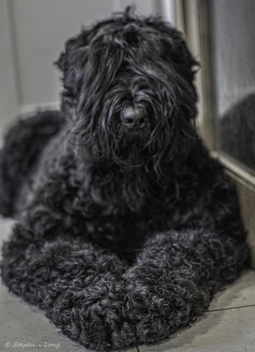 Лохмач терьер