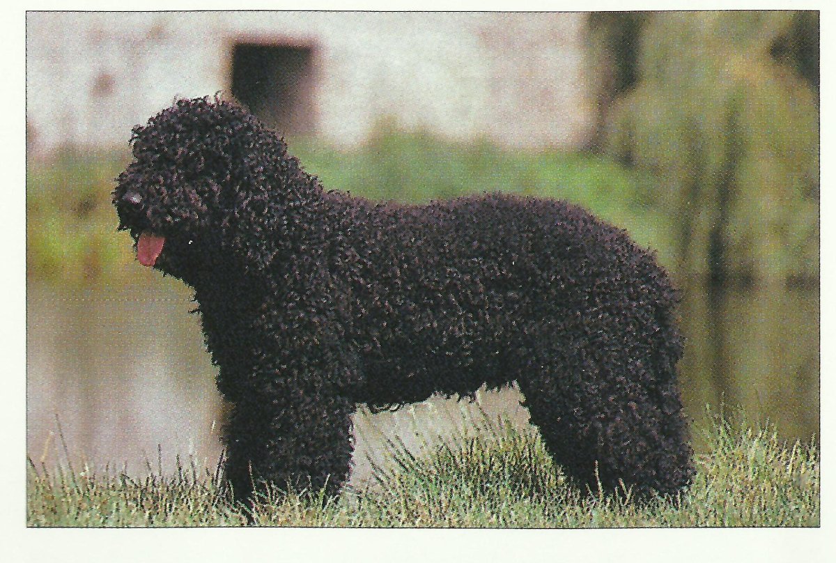 Пудель Барбет