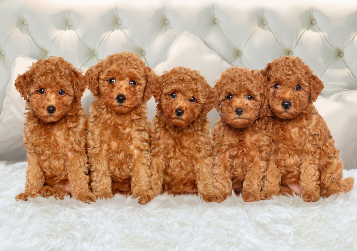 Пудель мальтипу маленький