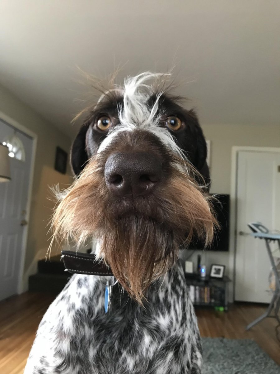 Бородатый терьер порода