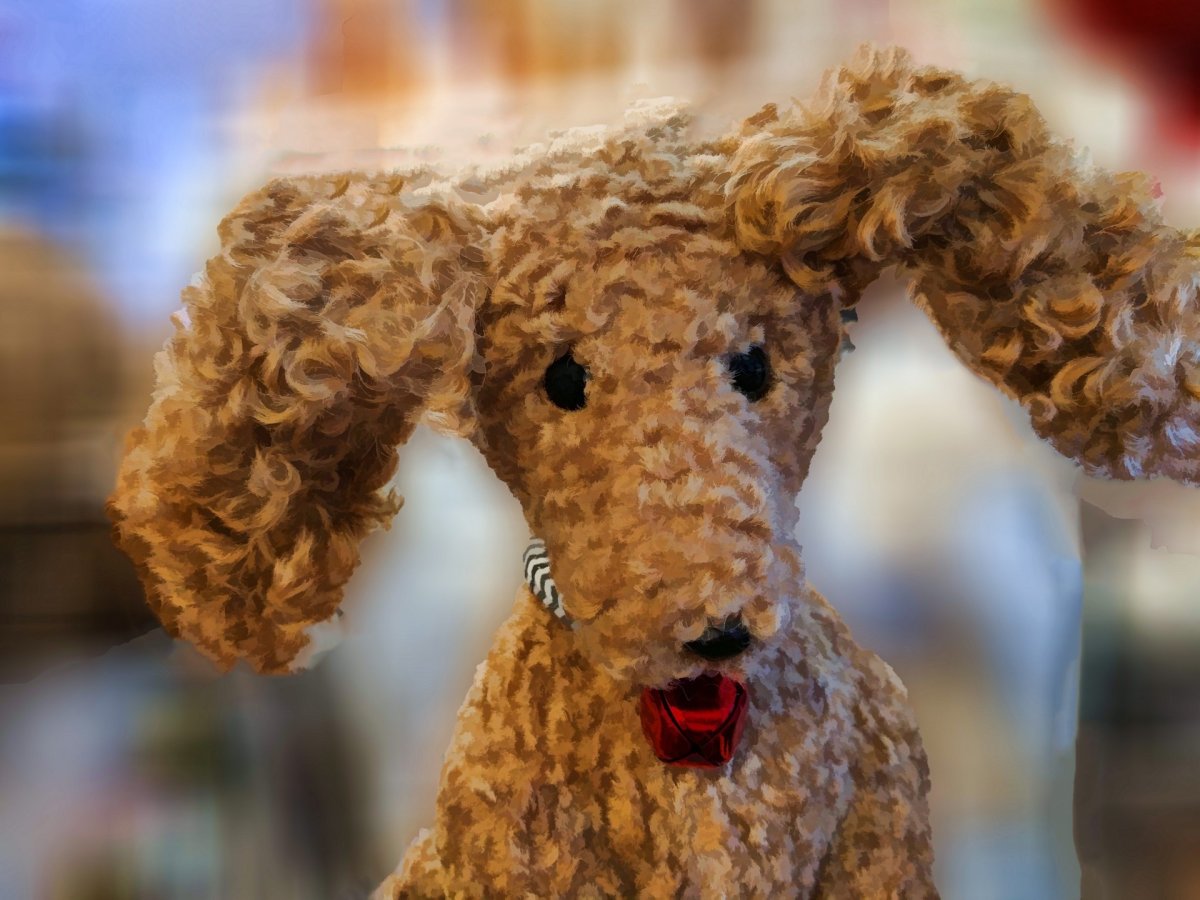 Собака с кудрявой шерстью